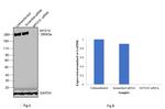 MYO10 Antibody