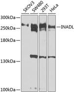 PATJ Antibody in Western Blot (WB)