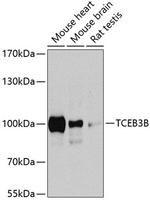 ELOA Antibody in Western Blot (WB)