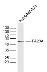 FAM20A Antibody in Western Blot (WB)