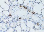 TEFM Antibody in Immunohistochemistry (Paraffin) (IHC (P))