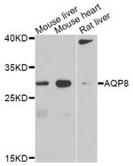 Aquaporin 8 Antibody in Western Blot (WB)