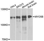 MYO5B Antibody in Western Blot (WB)