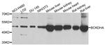 BCKDHA Antibody in Western Blot (WB)