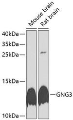 GNG3 Antibody in Western Blot (WB)