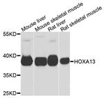 HOXA13 Antibody in Western Blot (WB)