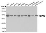 HSP40 Antibody in Western Blot (WB)