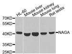 NAGA Antibody in Western Blot (WB)