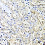 LRP2 Antibody in Immunohistochemistry (Paraffin) (IHC (P))