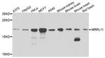 MRPL11 Antibody in Western Blot (WB)