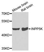 SKIP Antibody in Western Blot (WB)