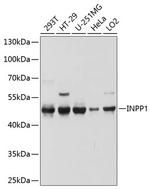 INPP1 Antibody in Western Blot (WB)