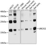 UBE2G2 Antibody in Western Blot (WB)