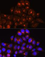 GOLGA4 Antibody in Immunocytochemistry (ICC/IF)