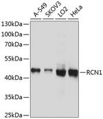 RCN1 Antibody in Western Blot (WB)