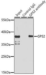 GPS2 Antibody in Immunoprecipitation (IP)