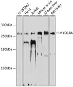 MYO18A Antibody in Western Blot (WB)