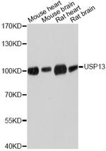 USP13 Antibody in Western Blot (WB)