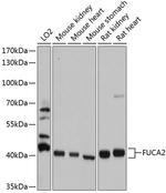 FUCA2 Antibody in Western Blot (WB)