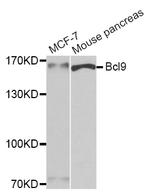 BCL9 Antibody in Western Blot (WB)