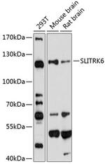 SLITRK6 Antibody in Western Blot (WB)