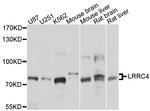 LRRC4 Antibody in Western Blot (WB)