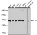 RIC8A Antibody in Western Blot (WB)