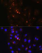 POFUT2 Antibody in Immunocytochemistry (ICC/IF)