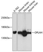 OPLAH Antibody in Western Blot (WB)