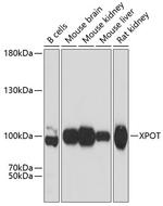 XPOT Antibody in Western Blot (WB)