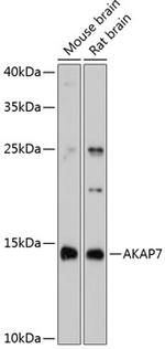 AKAP7 Antibody in Western Blot (WB)