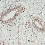 KDM6A Antibody in Immunohistochemistry (Paraffin) (IHC (P))