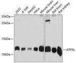 ATP5L Antibody in Western Blot (WB)