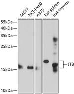 JTB Antibody in Western Blot (WB)