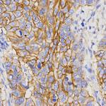 PGC Antibody in Immunohistochemistry (Paraffin) (IHC (P))