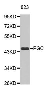 PGC Antibody in Western Blot (WB)