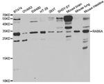 RAB6A Antibody in Western Blot (WB)