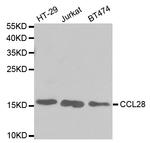 CCL28 Antibody in Western Blot (WB)