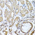 NRG4 Antibody in Immunohistochemistry (Paraffin) (IHC (P))