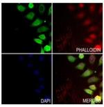 Elastin Antibody in Immunocytochemistry (ICC/IF)