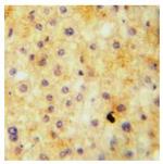 Elastin Antibody in Immunohistochemistry (Paraffin) (IHC (P))