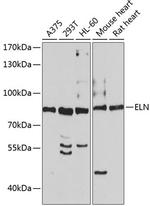 Elastin Antibody in Western Blot (WB)