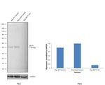 MCT1 Antibody