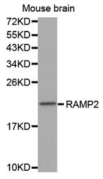 RAMP2 Antibody in Western Blot (WB)