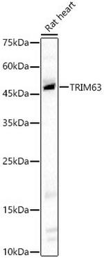 MURF1 Antibody in Western Blot (WB)