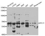 ATL1 Antibody in Western Blot (WB)