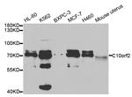 PEO1 Antibody in Western Blot (WB)