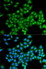 DAO Antibody in Immunocytochemistry (ICC/IF)