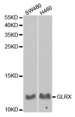 GLRX Antibody in Western Blot (WB)