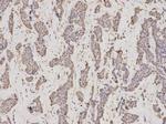 GMNN Antibody in Immunohistochemistry (Paraffin) (IHC (P))